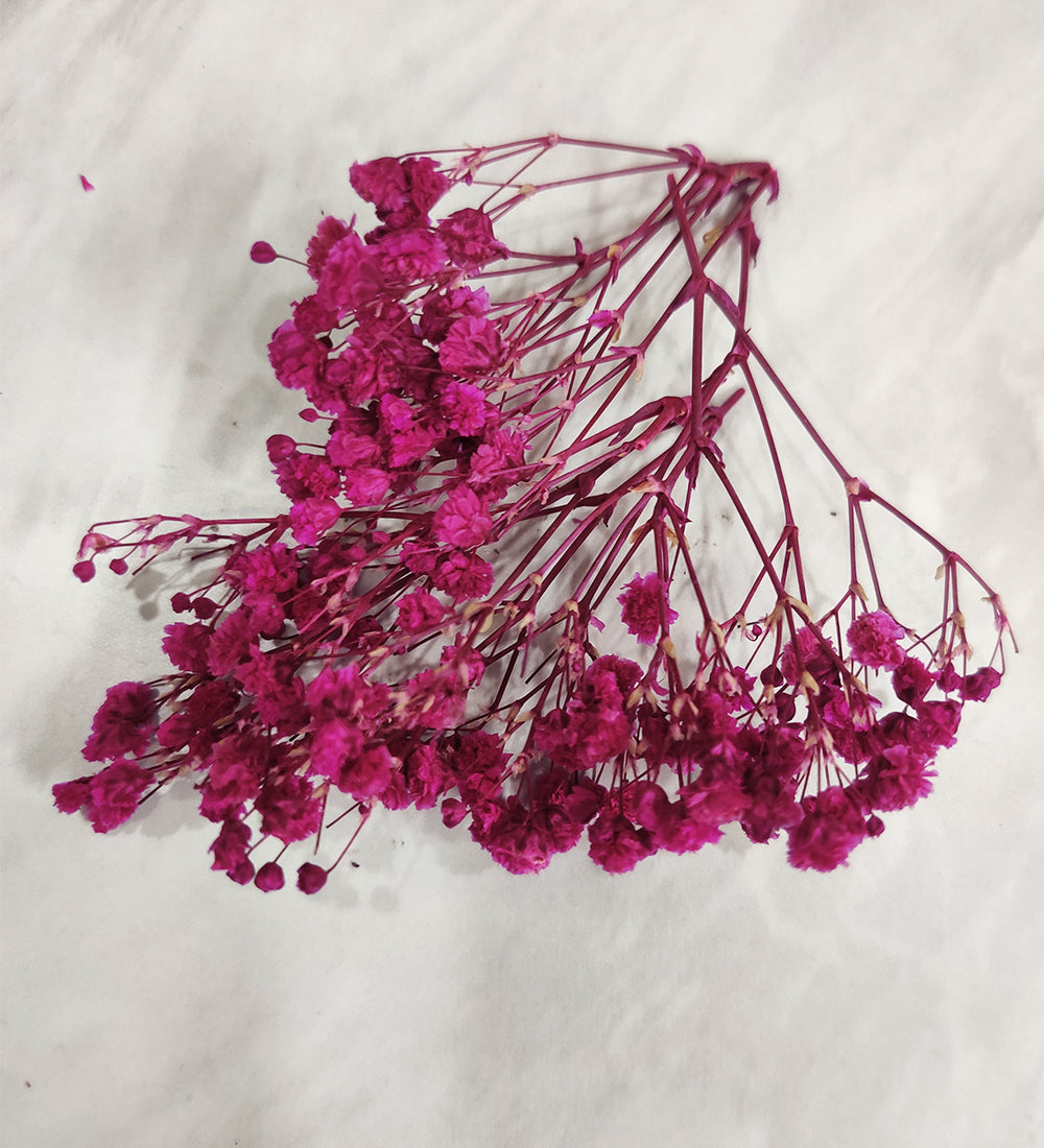 Magenta baby Breath / Gypsy