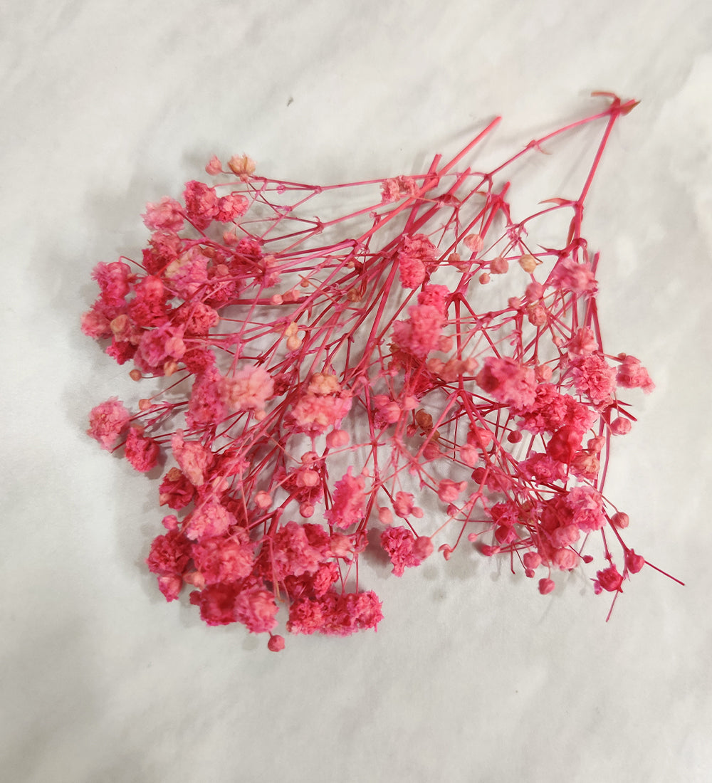 Pink Baby Breath/ Gypsy