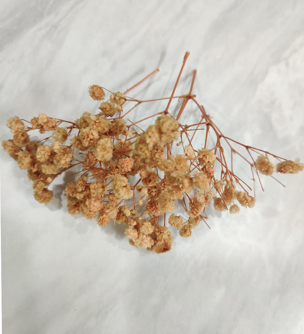 Peach Baby Breath / Gypsy