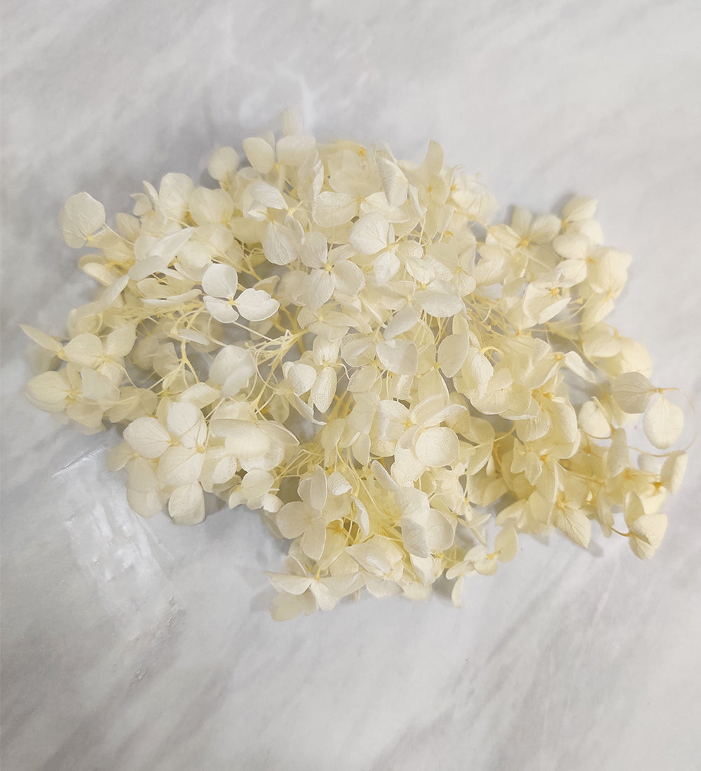 Cream Dried Hydrangea Flower
