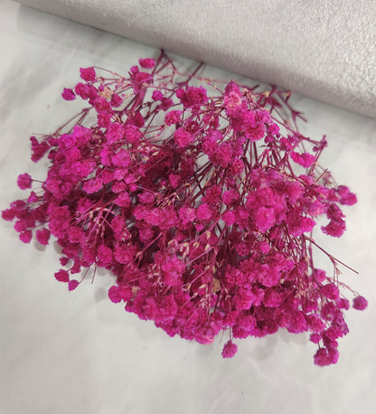 Magenta baby Breath / Gypsy