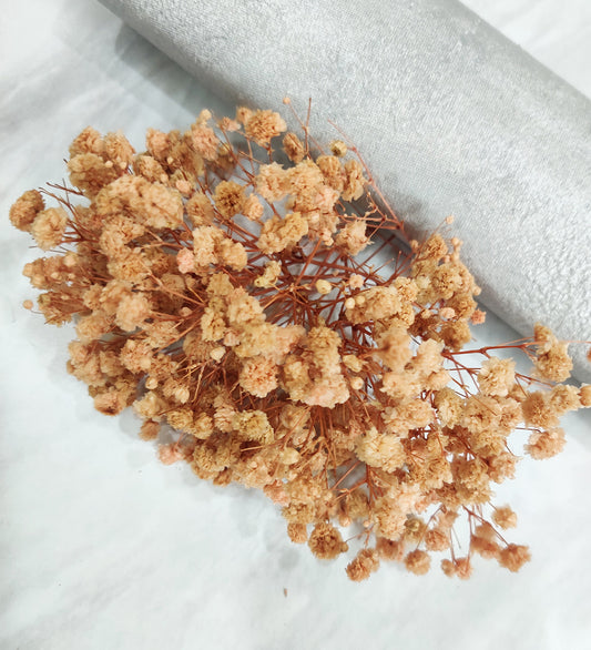 Peach Baby Breath / Gypsy
