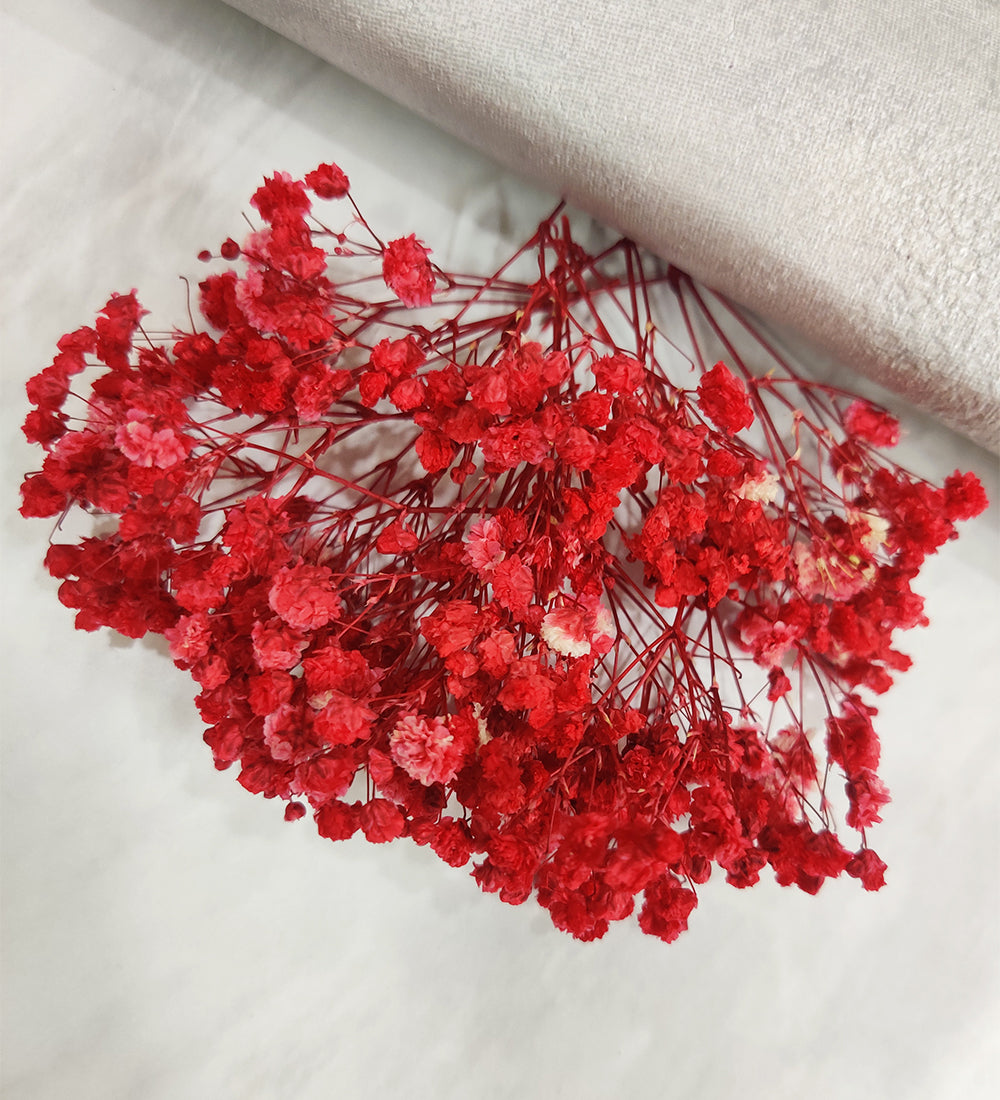 Red Baby Breath / Gypsy