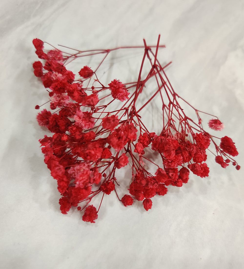 Red Baby Breath / Gypsy
