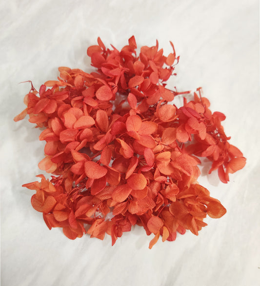 Red Dried Hydrangea Flower