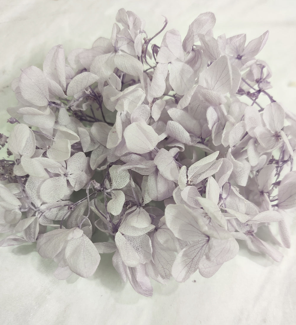 Purple Dried Hydrangea Flower