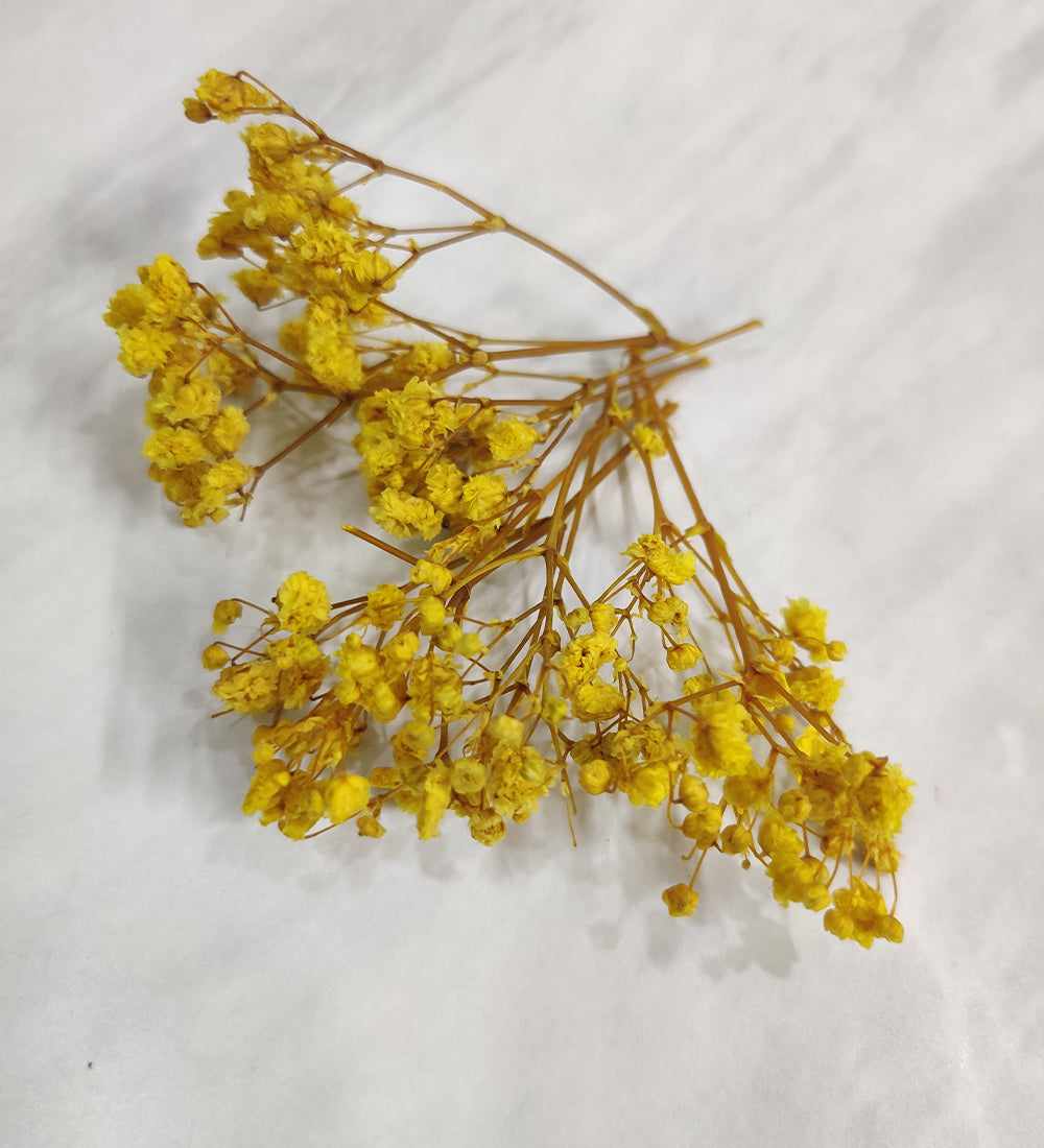 Yellow Gypsy/Baby Breath
