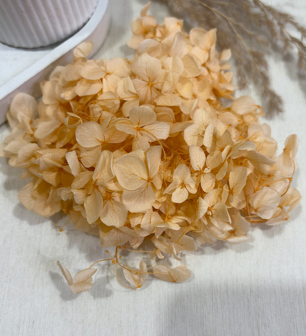 Peach Dried Hydrangea Flower