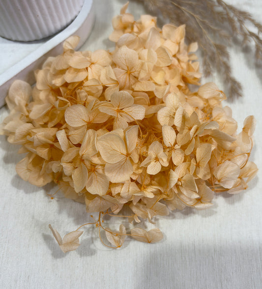 Peach Dried Hydrangea Flower